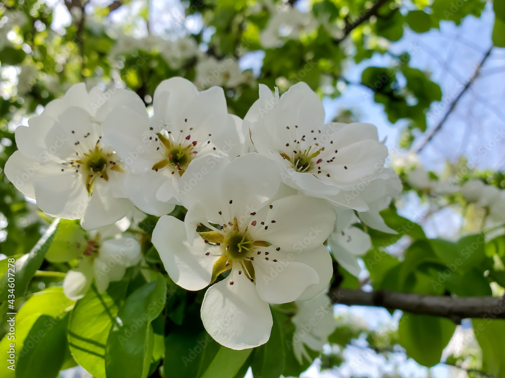 apple tree blossom