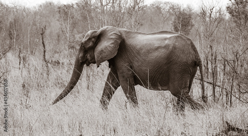 Thirsty elephants on the move, zimbabwe photo