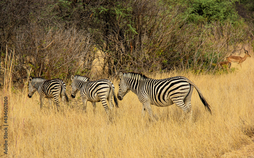 zebra in the grasses