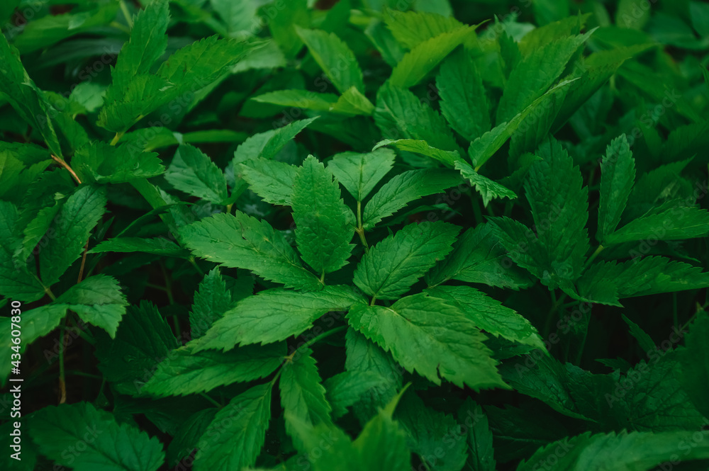 Green background. Grass snyt. A weed. Useful grass snyt. Raw food diet. Vegan. Vitamins. Snyti salad. Medicinal herbs. Spring. Nature Green background. Grass snyt. A weed. Useful grass snyt. Raw food diet. Vegan. Vitamins. Snyti salad. Medicinal herbs. Spring. Nature