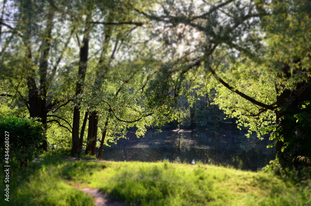 Lake in the forest Lake in the forest