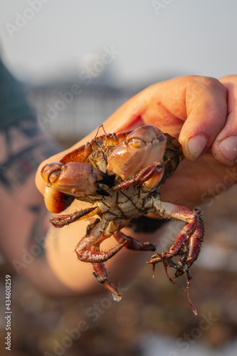 Crab in the hands of the man. Wales seaside. Crab close up. The crab was put back to the water after the picture was taken.