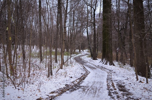 Winter in the forest