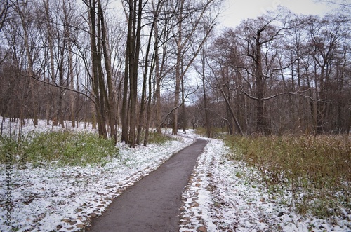 Winter in the forest