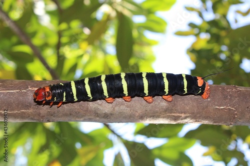 lagarta, inseto, natureza, macro, folha, animais, borboleta