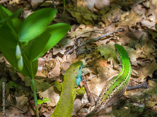 Emerald lizard on forest floor with oak leaves