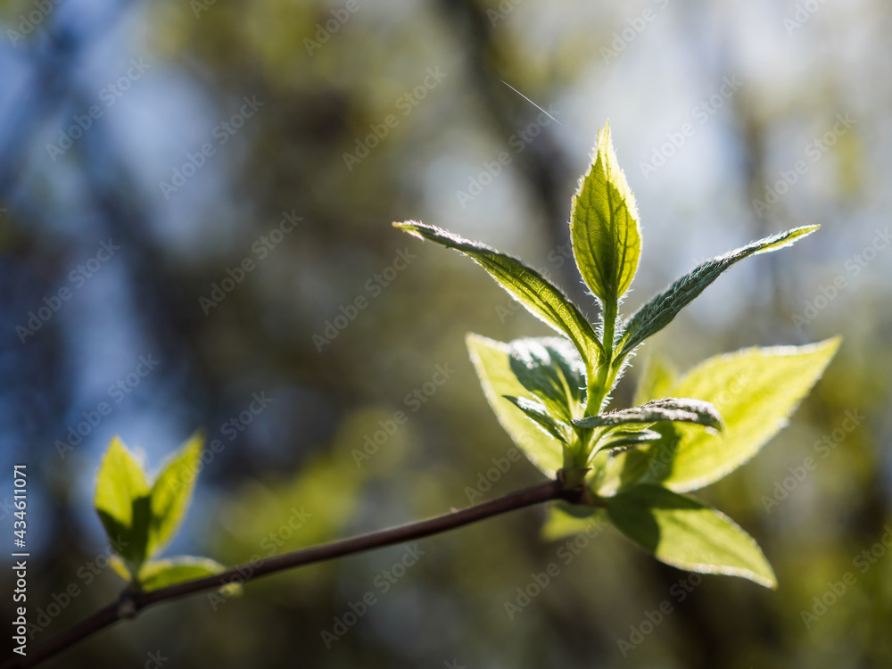 Obraz premium Close-up of new young leaves on a tree branch. Sunlight transmits rays among the green leaves. Unusually shaped leaves look like a small person.