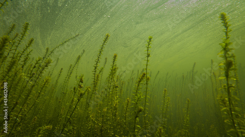 Canadian Elodea Waterweed Underwater in a Pond, County Wicklow photo