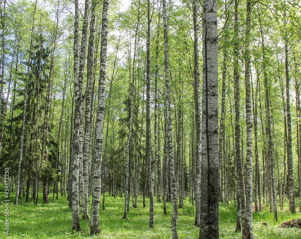 Obraz premium Russian forest in spring