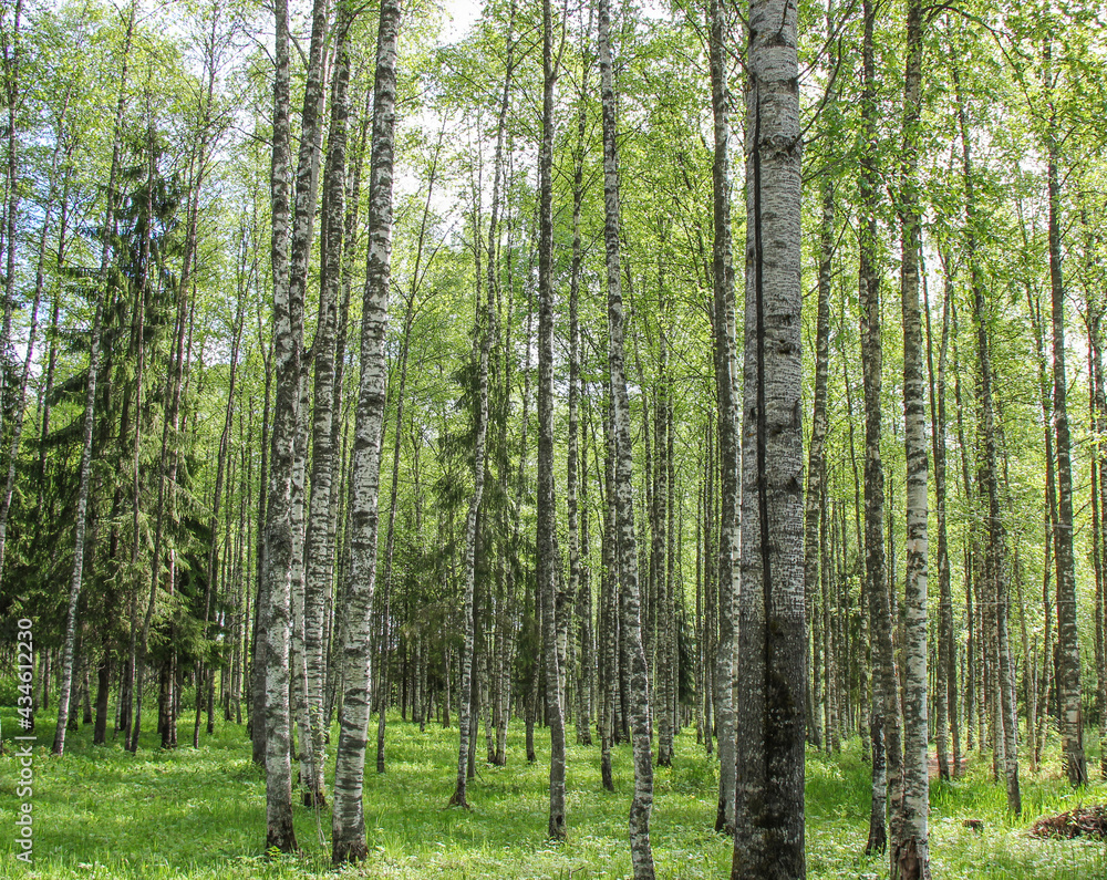Russian forest in spring