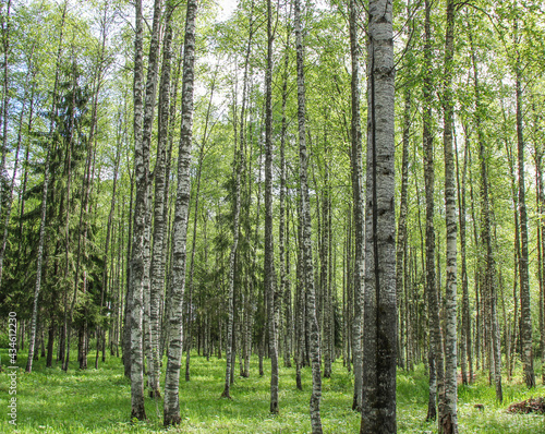 Russian forest in spring