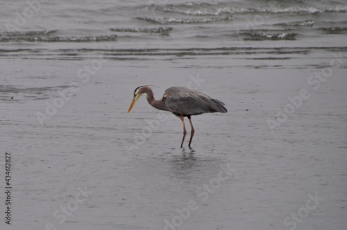 heron on the beach