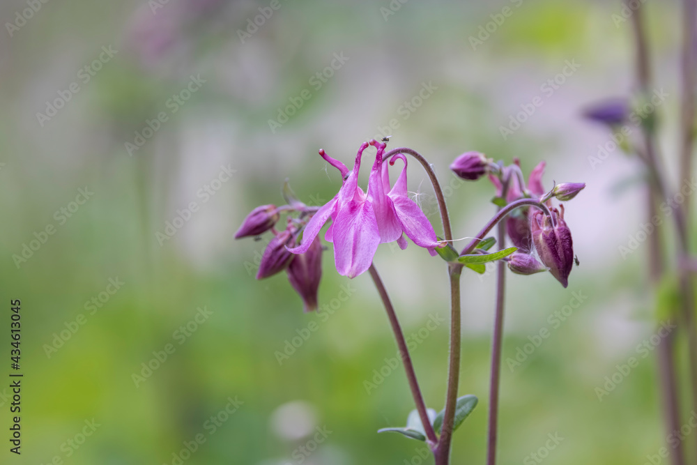 Close up shot of fresh columbine flowers Close up shot of fresh columbine flowers