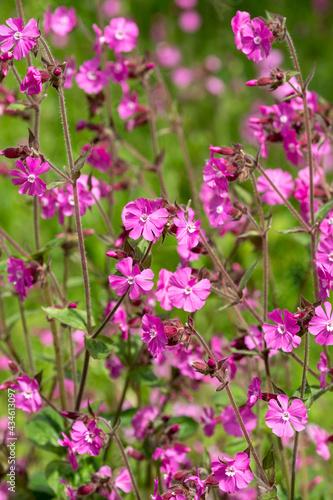 Morning campion  also known as red campion or silene dioica. Flowers were photographed in a wildflower meadow in late spring. The small pink flowers are a native of northern Europe.