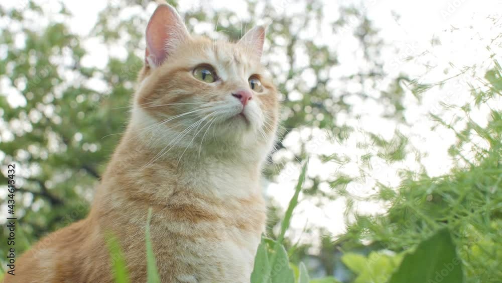 portrait of beautiful ginger cat resting in garden in green grass, pet walking in villiage yard on nature, hunting and observing territory portrait of beautiful ginger cat resting in garden in green grass, pet walking in villiage yard on nature, hunting and observing territory