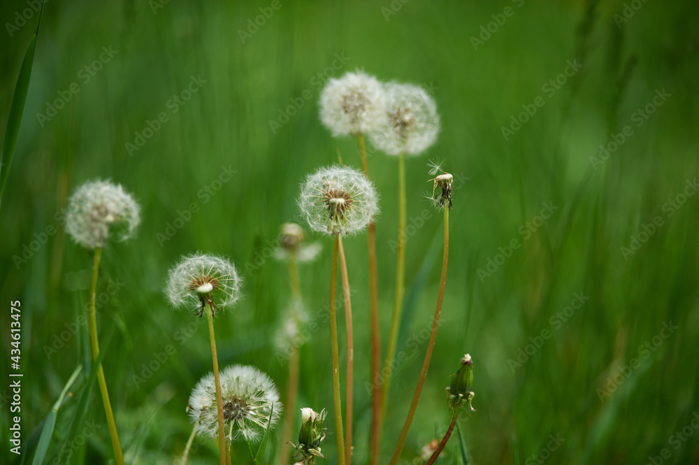 the white dandelions on green background the white dandelions on green background