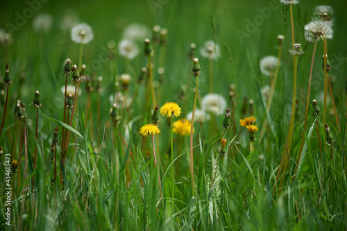 the white dandelions on green background