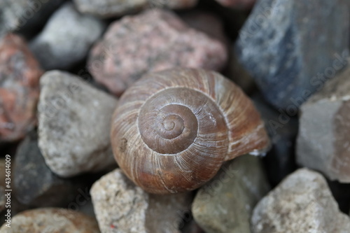 Snail on rocks