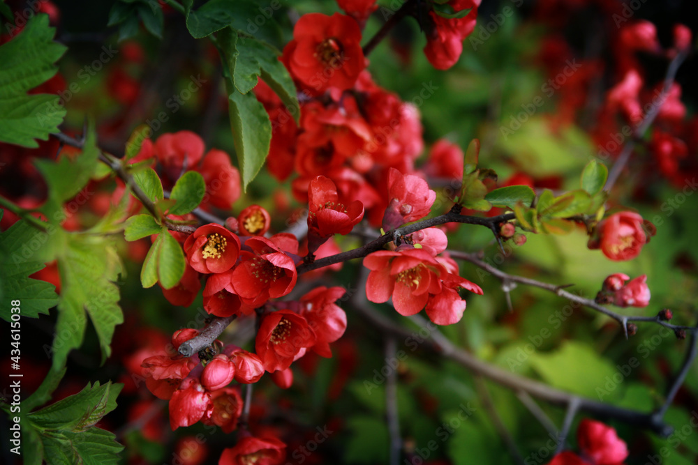 Obraz premium Blooming bright red shrub branches, lush bloom, sharp thorns