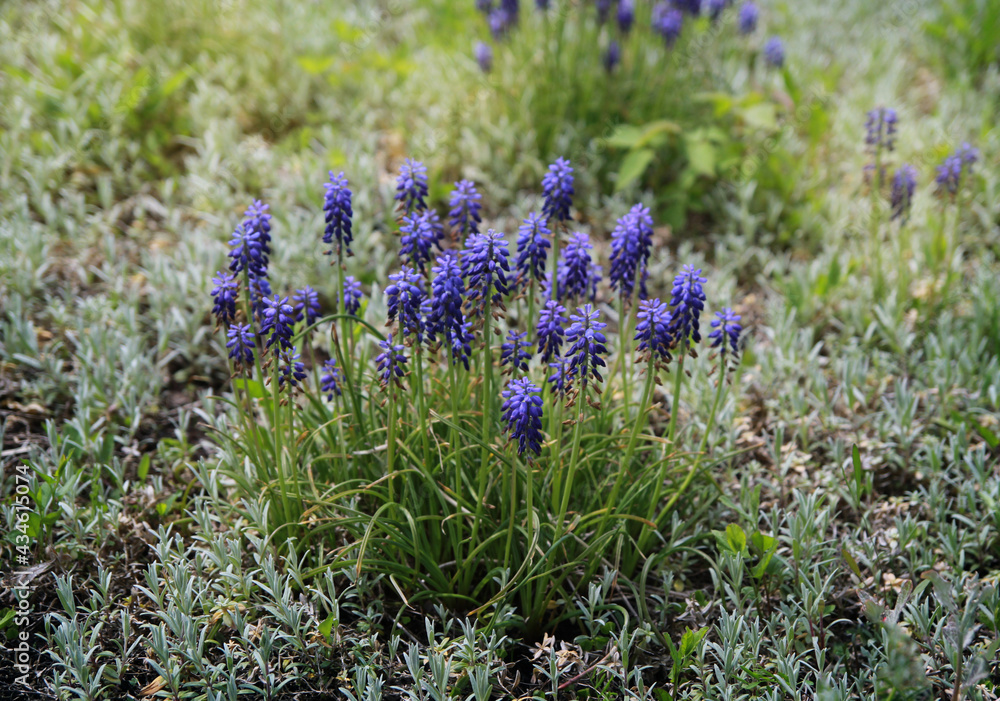 Obraz premium Purple muscari bush in blue-green grass, forest spring flowers