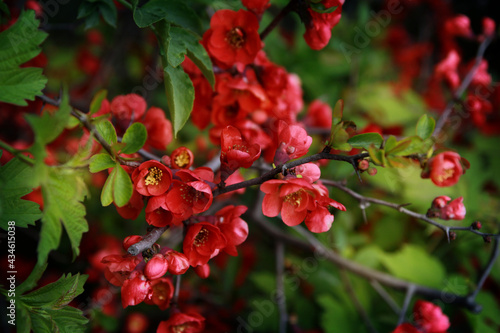 Blooming bright red shrub branches, lush bloom, sharp thorns