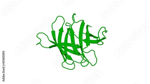 360º 3D rendering of a biological molecule. Sampling of Glycan-Bound Conformers by the Anti-HIV Lectin Oscillatoria agardhii agglutinin in the Absence of Sugar. photo
