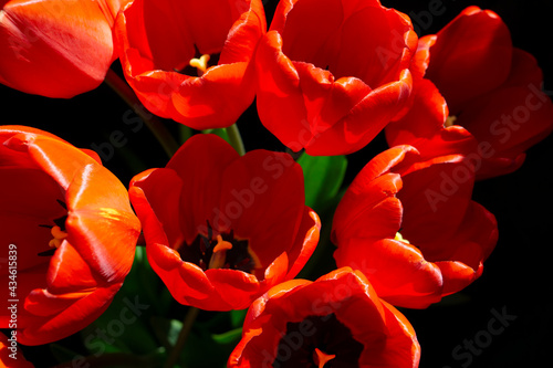 Red tulip bouquet. Beautiful bouquet of tulips. colorful tulips. tulips in spring, colourful tulip with bright green leaves. Selective focus.