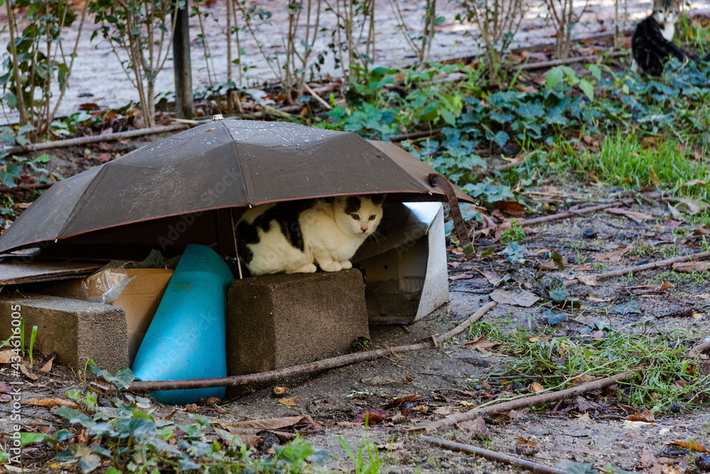 White cat sheltering from the rain under an umbrella. White cat sheltering from the rain under an umbrella.