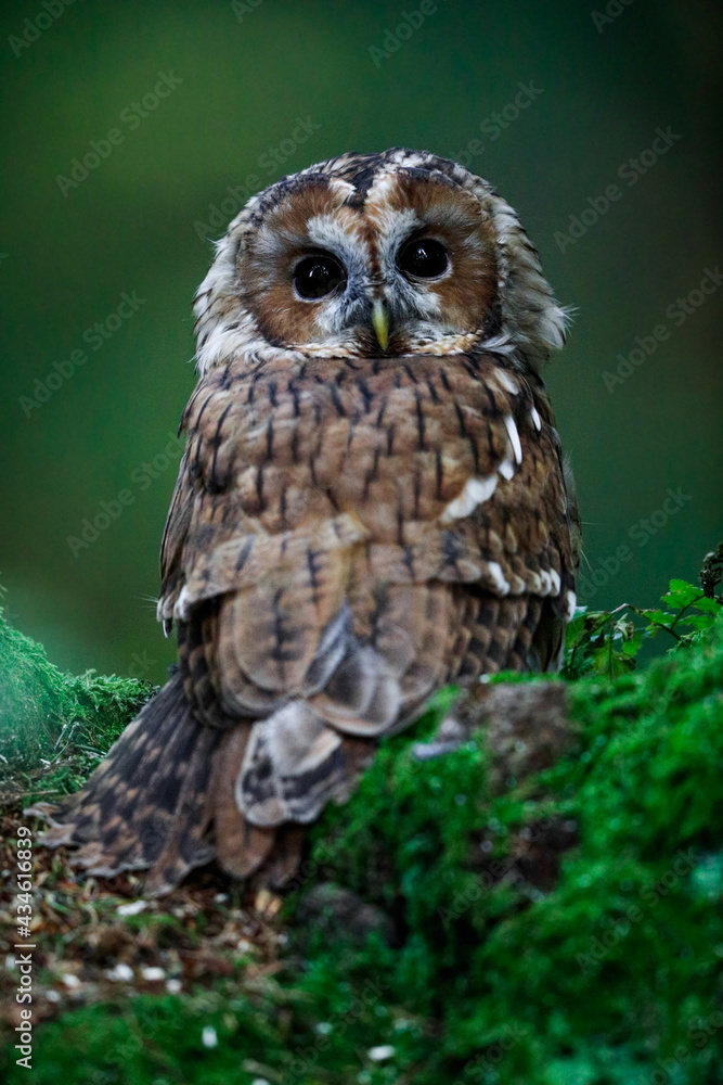 Close-up portrait of a beautiful owl on a colorful background of an autumn forest. Tawny Owl, Strix aluco. Close-up portrait of a beautiful owl on a colorful background of an autumn forest. Tawny Owl, Strix aluco.