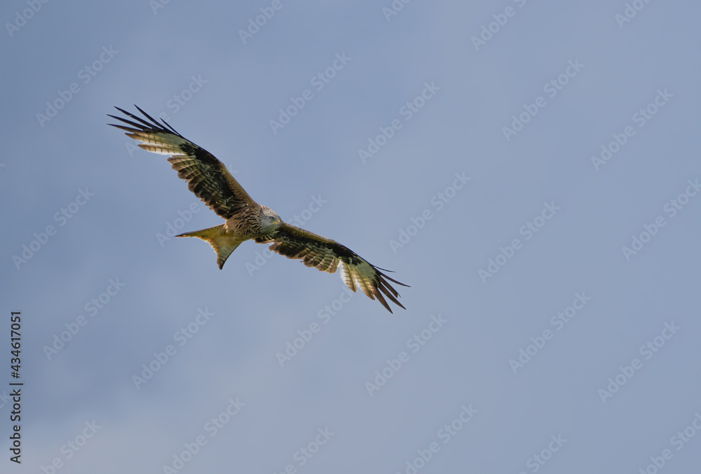 Ein Rotmilan fliegt in der Luft vor bewölktem Himmel Ein Rotmilan fliegt in der Luft vor bewölktem Himmel