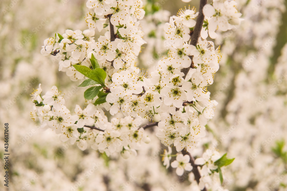 Blooming apple tree branch in evening sunlight, springtime, soft focus. Blooming apple tree branch in evening sunlight, springtime, soft focus.