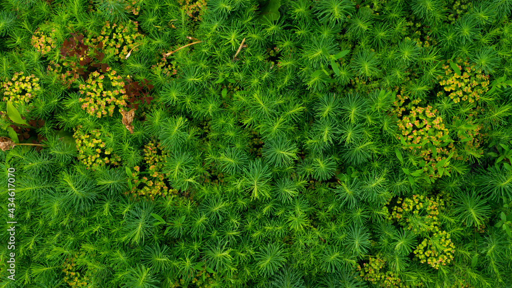 A flower bed with a variety of grass top view. Background, texture, copy space, closeup. A flower bed with a variety of grass top view. Background, texture, copy space, closeup.