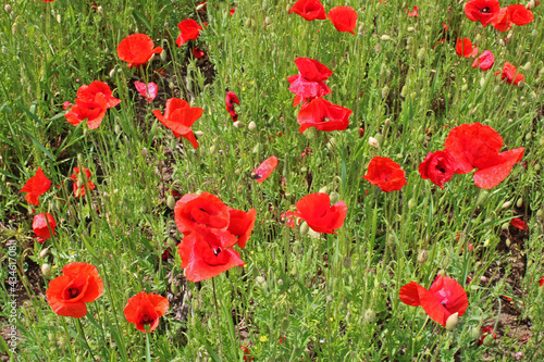 Poppies in May at surroundings of Zagreb, Croatia