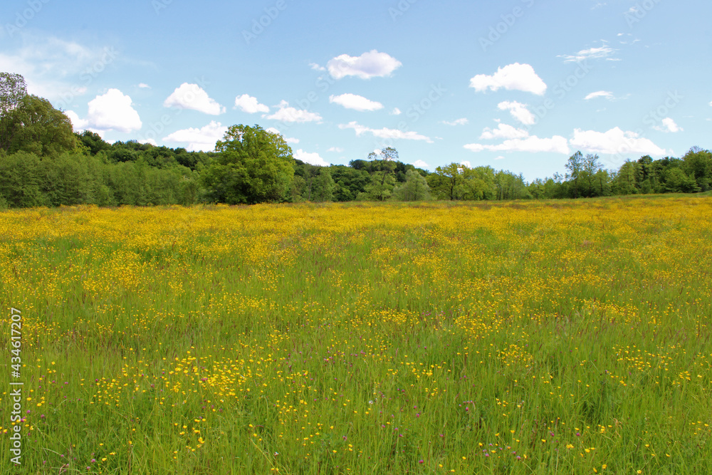 Poppies in May at surroundings of Zagreb, Croatia