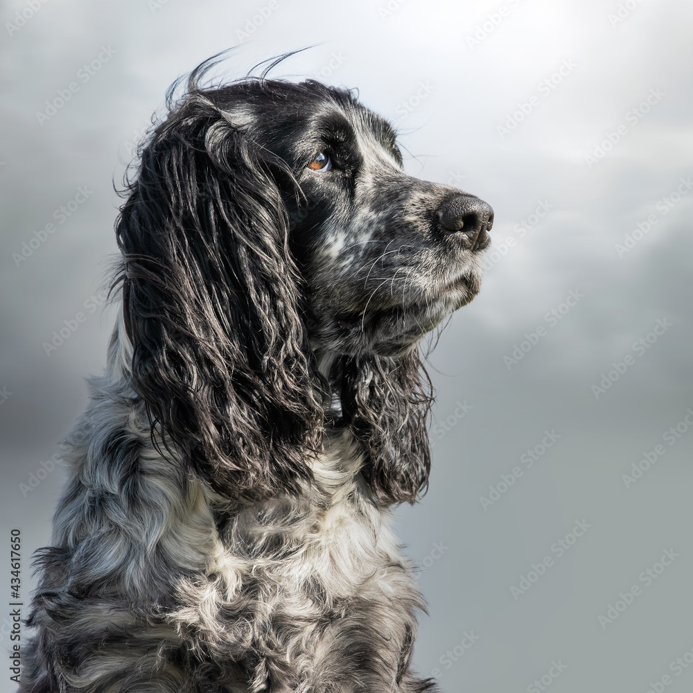 English cocker spaniel sitting and enjoying the view English cocker spaniel sitting and enjoying the view