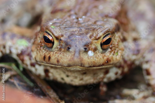 Grumpy toad