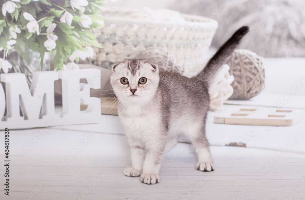 scottish fold kitten silver color