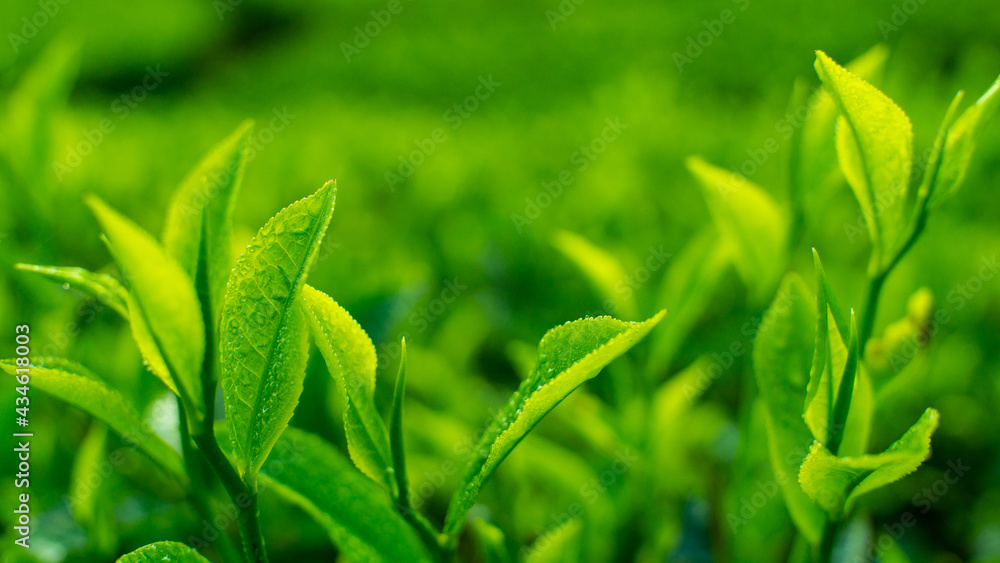 Tea leave Tea leave