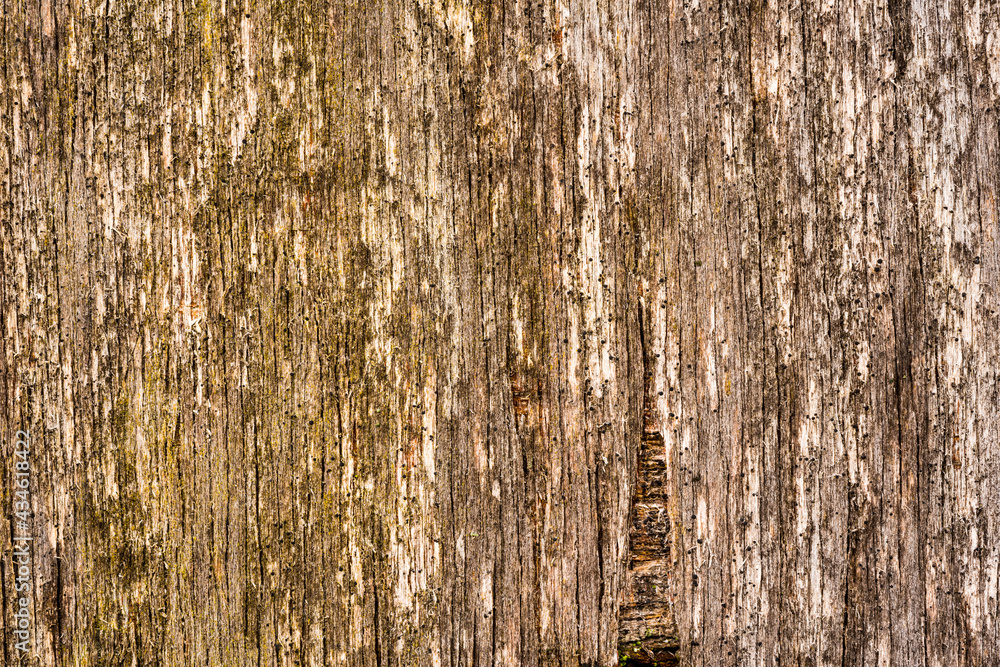 Obraz premium Old and rotten wooden wall. View close up