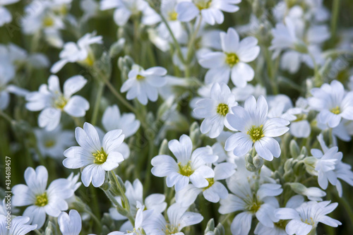 tiny white flowers in the garden