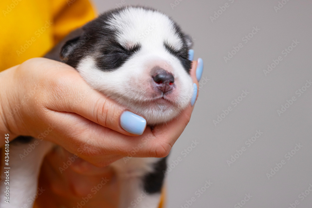 Puppy dog sleeps on female hands. Womans hands are holding newborn husky puppy. Pet care concept Puppy dog sleeps on female hands. Womans hands are holding newborn husky puppy. Pet care concept