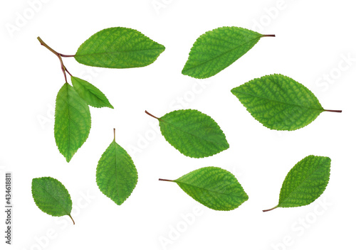 Cherry leaves isolated on a white background