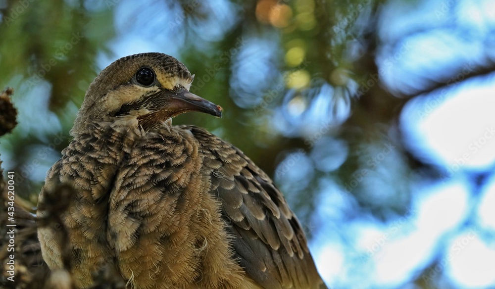 Fototapeta premium The bird is also known as the American mourning dove, the rain dove, and colloquially as the turtle dove and Carolina turtledove. It is one of the and widespread of all North American birds.
