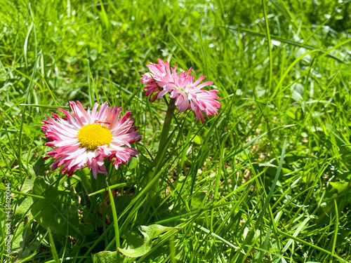 Two small red with purple and white beautiful wildflowers with petals and stems in green fresh early spring grass of the lawn