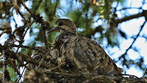 Canvas Print The bird is also known as the American mourning dove, the rain dove, and colloquially as the turtle dove and Carolina turtledove