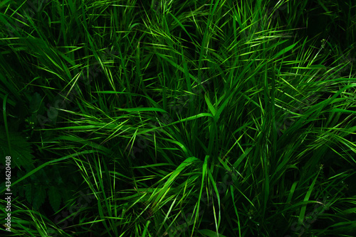 Background of green grass and green spikelets