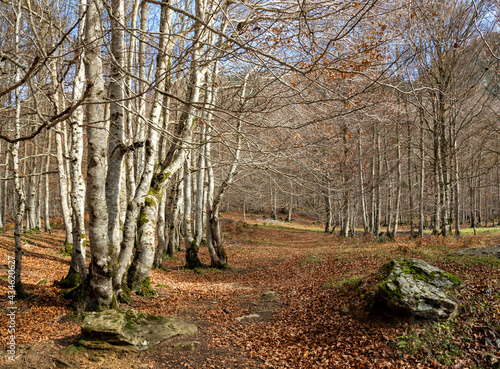Forest path in Gavarnie circus France autumn