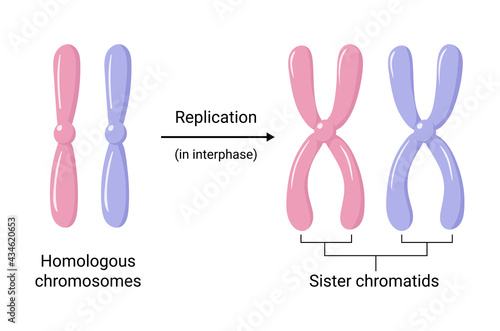 Vector illustration of chromosomal replication during the interphase