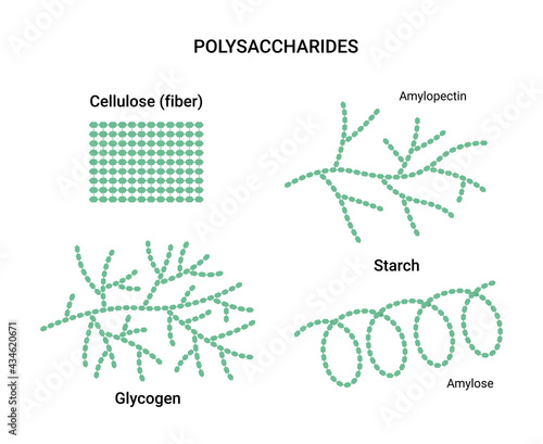 Vector illustration of polysaccharides examples. Starch, glycogen, and cellulose photo