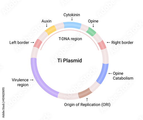 Vector illustration of Ti Plasmid structure